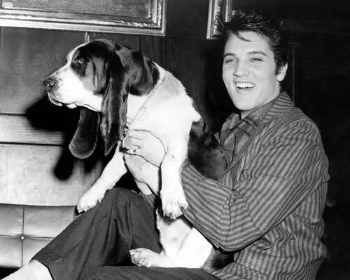 Elvis Presley Jigsaw Puzzle picture 352115