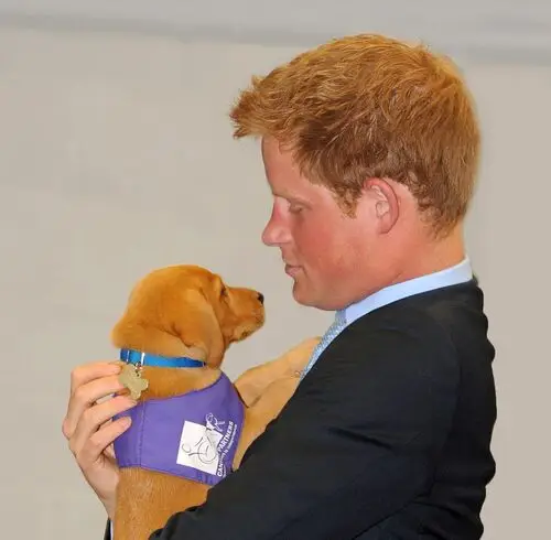 Prince Harry Jigsaw Puzzle picture 305953