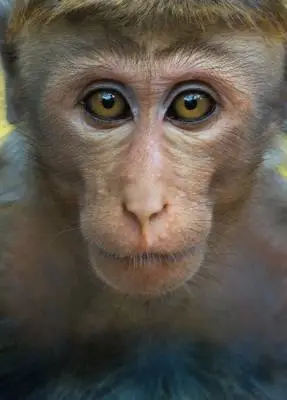 Monkey Kingdom (2015) Fridge Magnet picture 334400