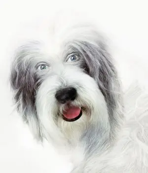 The Shaggy Dog (2006) Jigsaw Puzzle picture 437744