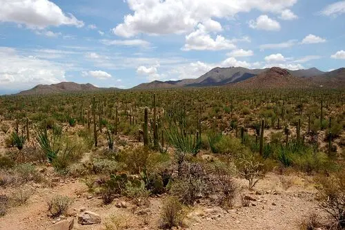 Desert Jigsaw Puzzle picture 104495