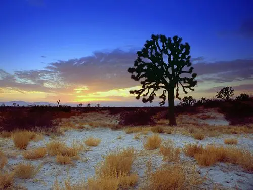 Desert Jigsaw Puzzle picture 104508