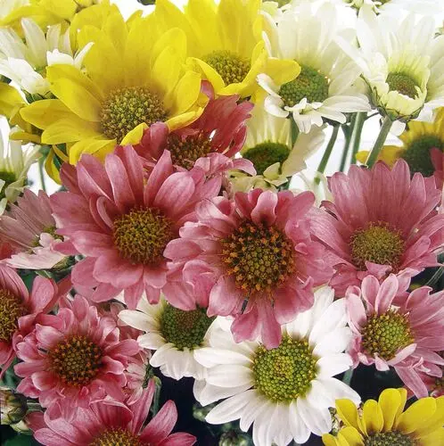 Flowers Jigsaw Puzzle picture 104090