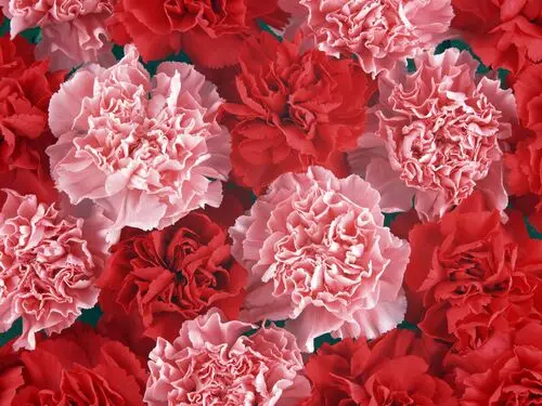Flowers Jigsaw Puzzle picture 104111