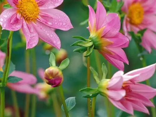 Flowers Jigsaw Puzzle picture 104206