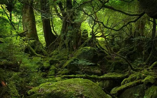Forests Jigsaw Puzzle picture 104906