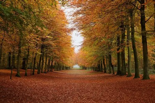 Forests Jigsaw Puzzle picture 104909
