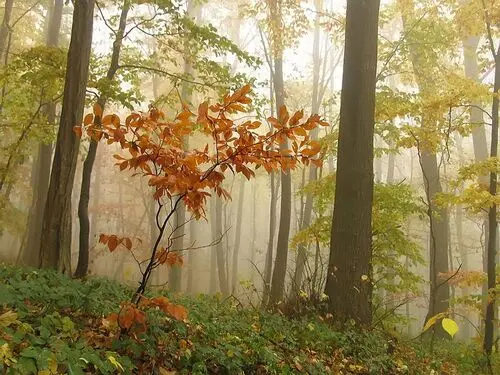 Forests Jigsaw Puzzle picture 104915