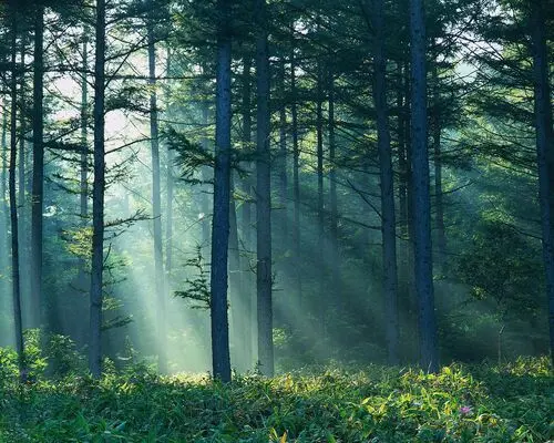 Forests Jigsaw Puzzle picture 104921