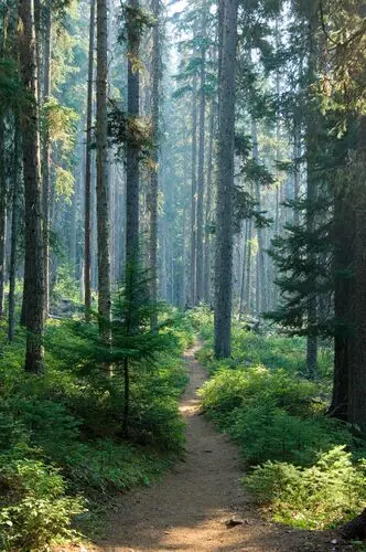 Forests Jigsaw Puzzle picture 104928