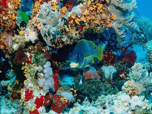 Underwater World Fridge Magnet picture 105657