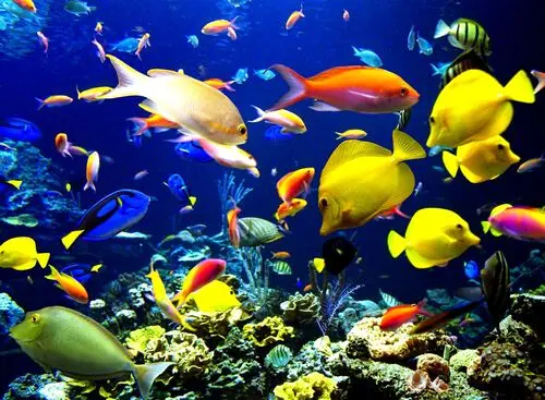 Underwater World Wall Poster picture 105669