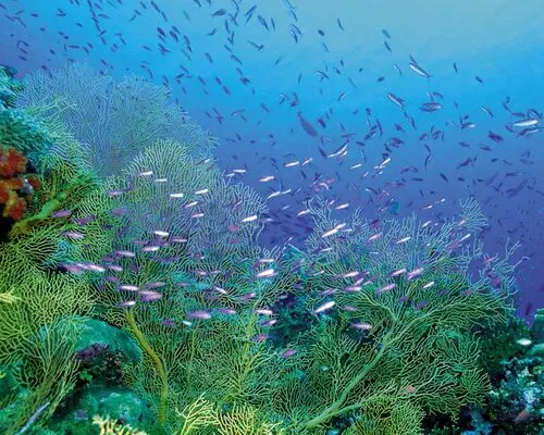 Underwater World Wall Poster picture 105739