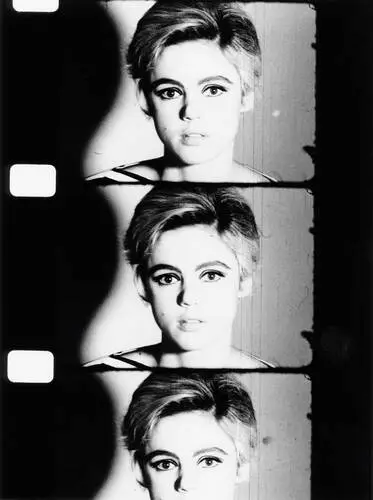 Edie Sedgwick Jigsaw Puzzle picture 167383