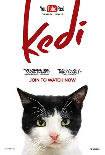 Kedi (2017) Wall Poster picture 742712