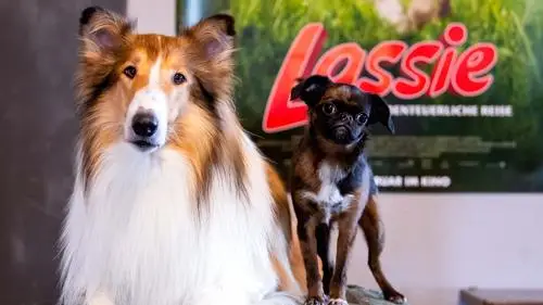 Lassie - Eine abenteuerliche Reise (2020) Computer MousePad picture 1052436