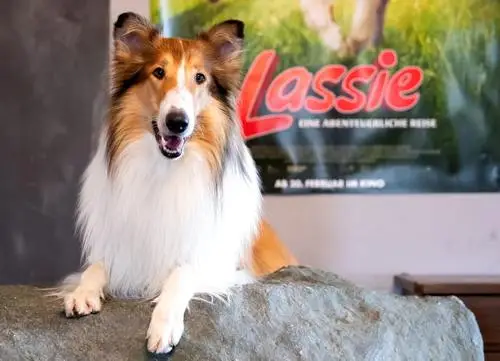 Lassie - Eine abenteuerliche Reise (2020) Men's Colored Hoodie - idPoster.com