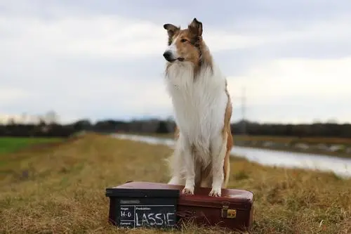 Lassie - Eine abenteuerliche Reise (2020) Fridge Magnet picture 1052440