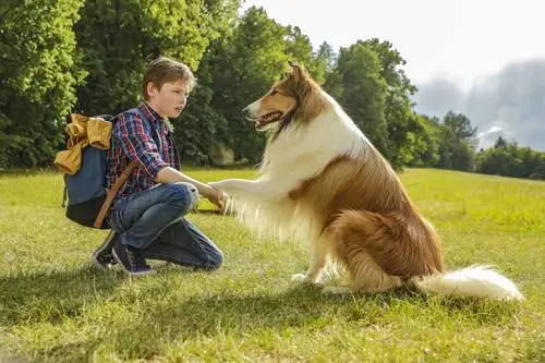 Lassie - Eine abenteuerliche Reise (2020) Baseball Cap - idPoster.com
