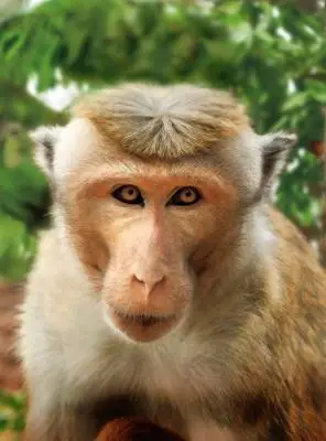 Monkey Kingdom (2015) Computer MousePad picture 334397