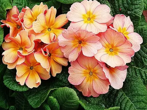 Flowers Jigsaw Puzzle picture 104081