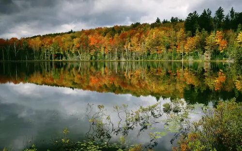 Forests Jigsaw Puzzle picture 104878