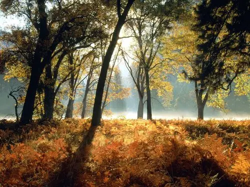 Forests Jigsaw Puzzle picture 104897