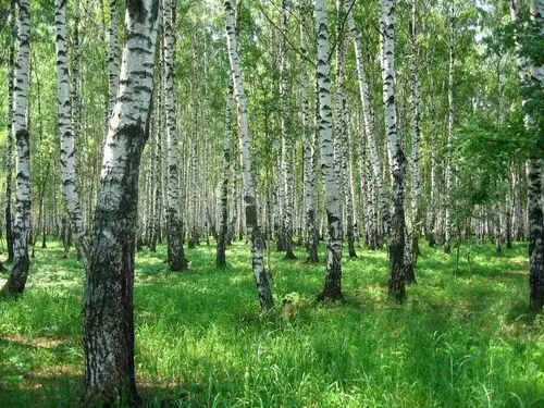 Forests Image Jpg picture 104917