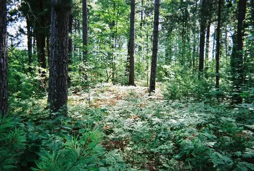 Forests Image Jpg picture 104919
