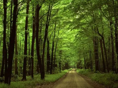 Forests Jigsaw Puzzle picture 104962