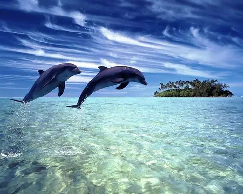 Oceans Jigsaw Puzzle picture 104708