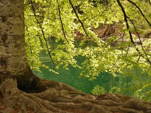 Rivers Jigsaw Puzzle picture 104225