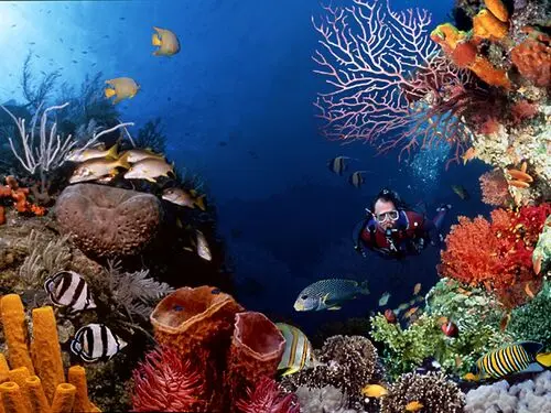 Underwater World Women's Colored Hoodie - idPoster.com