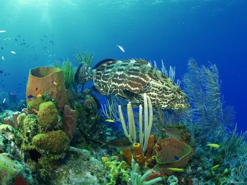 Underwater World Wall Poster picture 105664