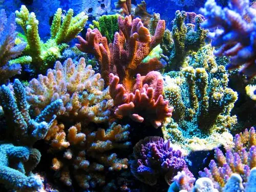Underwater World Wall Poster picture 105671