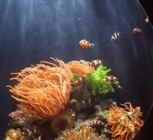 Underwater World Tote Bag - idPoster.com