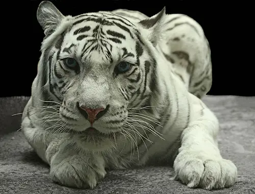 White Tiger Wall Poster picture 1162418